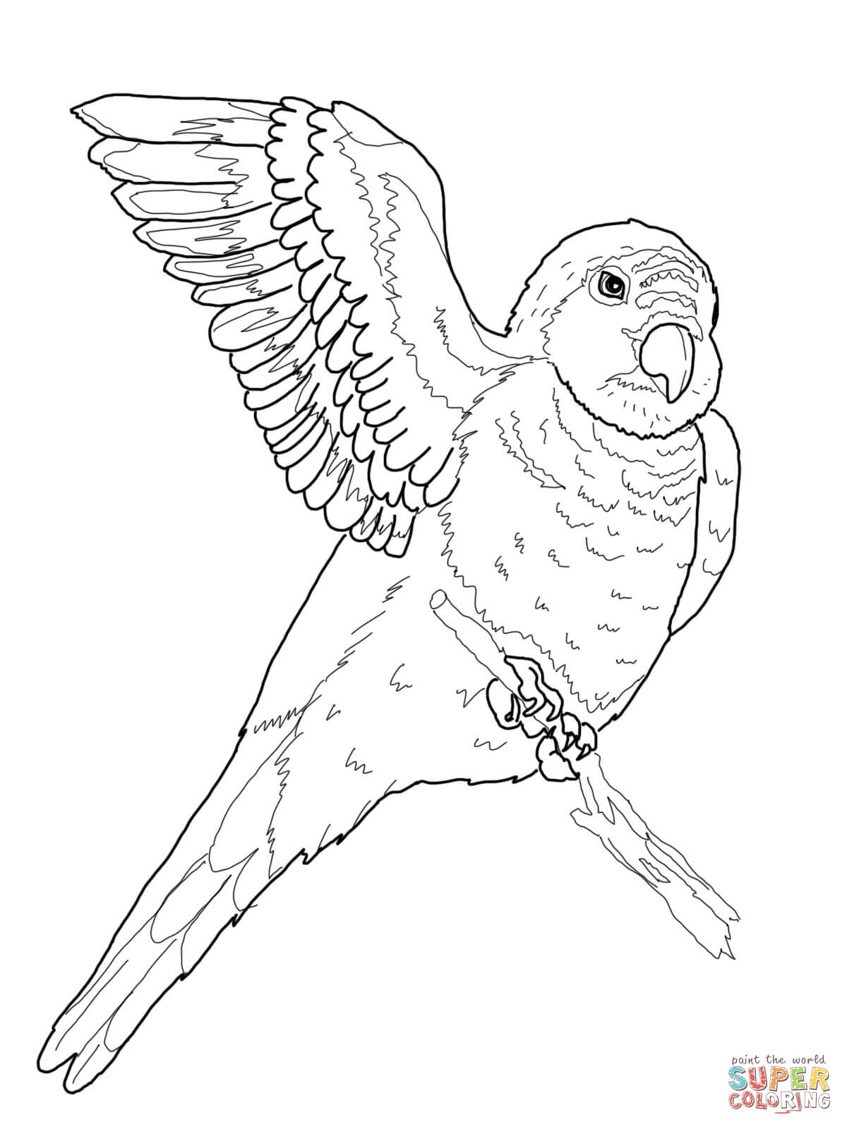 1200x1600 Parrots Coloring Pages Free Coloring Pages