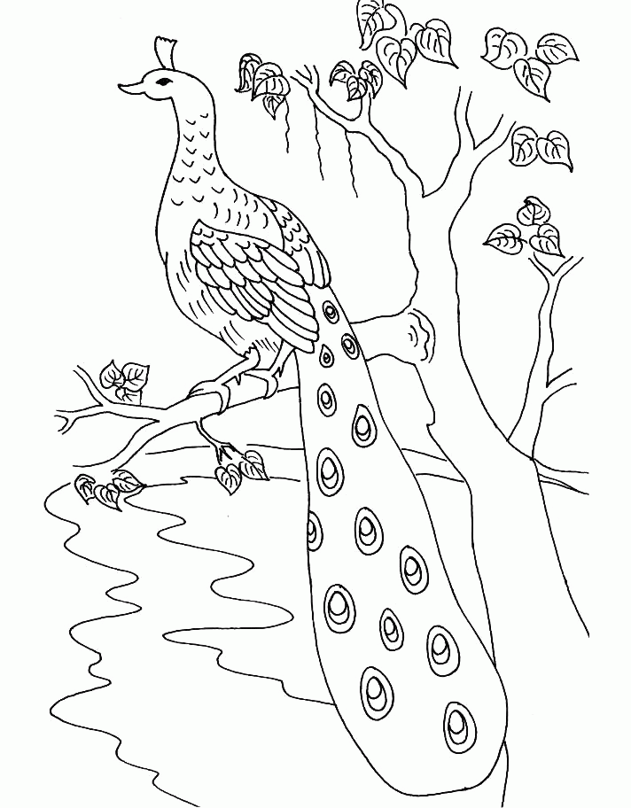 712x912 Pictures Of Peacocks To Color