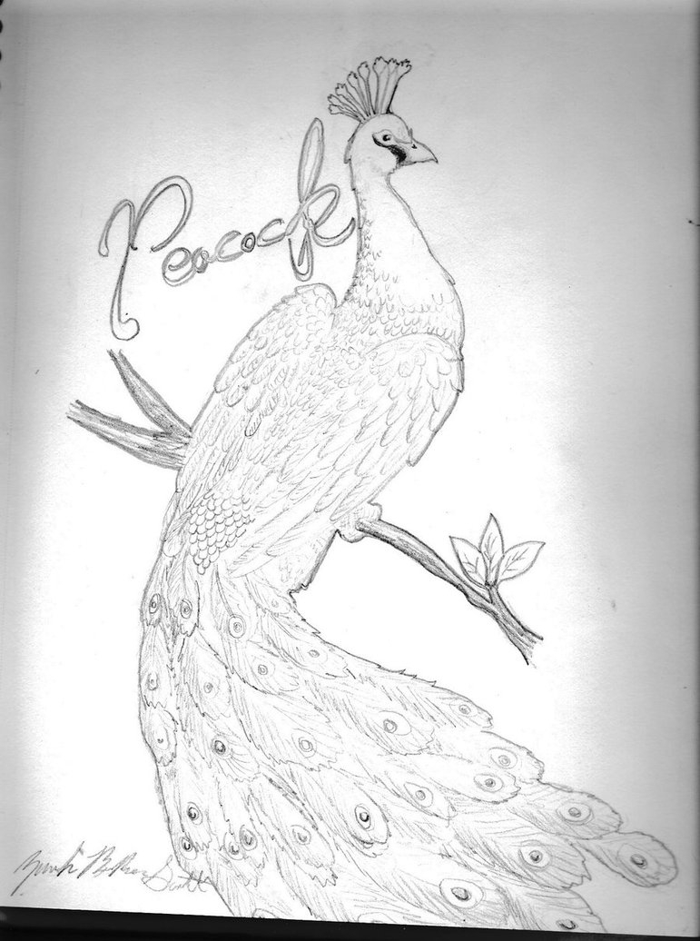 771x1036 Very Beautiful Peacock Pencil Simple Drawing Peacock By