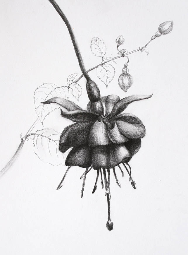 643x871 Simple Pencil Drawing Techniques For Beginners