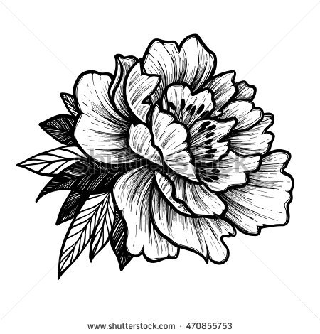 450x470 Drawn Peony Sketch