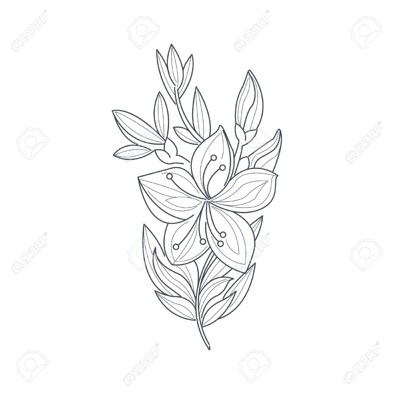 1300x1300 Jasmine Flower Monochrome Drawing For Coloring Book Hand Drawn