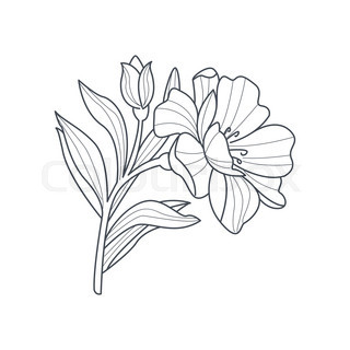 320x320 Peony Flower Monochrome Drawing For Coloring Book Hand Drawn