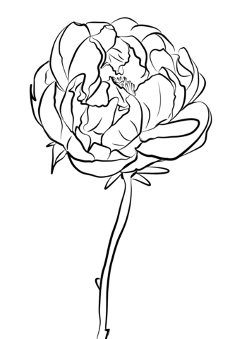 343x480 Peony Coloring Pages Free Coloring Pages