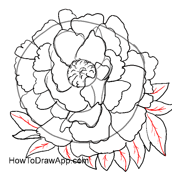 600x600 Peony Nice Drawing