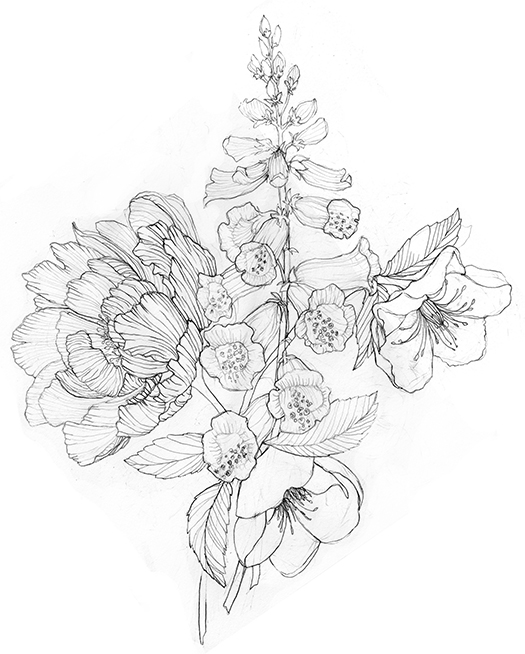 525x654 Stephanie Housley Peony Drawing Art And Illustration