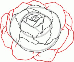 302x252 The Best Peony Drawing Ideas On Peonies Tattoo