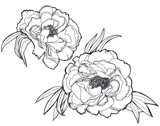 550x432 Peony Tattoo Outline