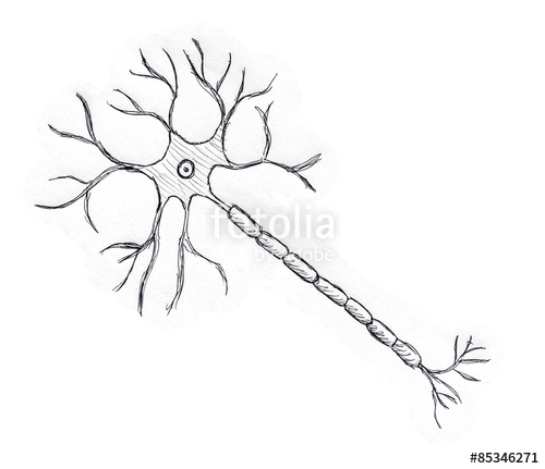 500x431 Neuron Drawing Stock Photo And Royalty Free Images