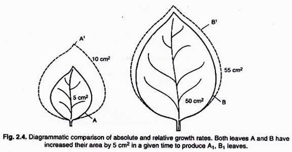 576x301 Plants Growth Characteristics, Development, Phases And Factors