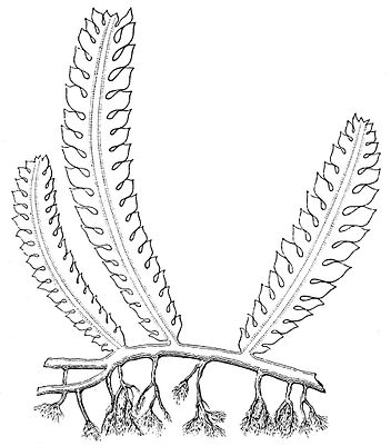 352x401 Popular Science Monthlyvolume 21july 1882plant Cells And Their