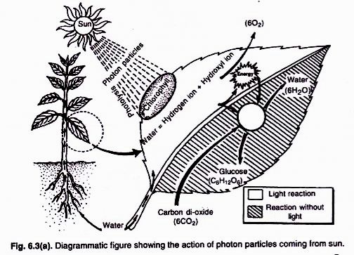 504x363 The Process Of Photosynthesis In Plants (With Diagram)