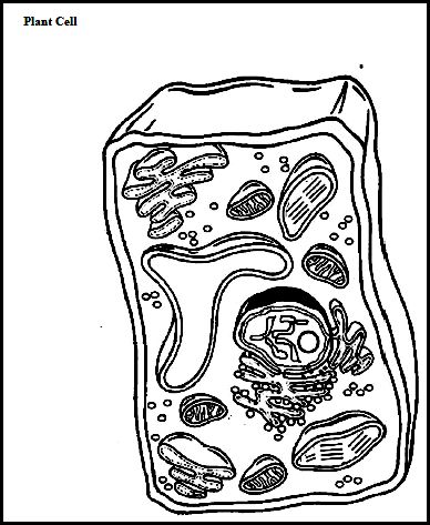 Simple Plant Cell Drawing at GetDrawings | Free download