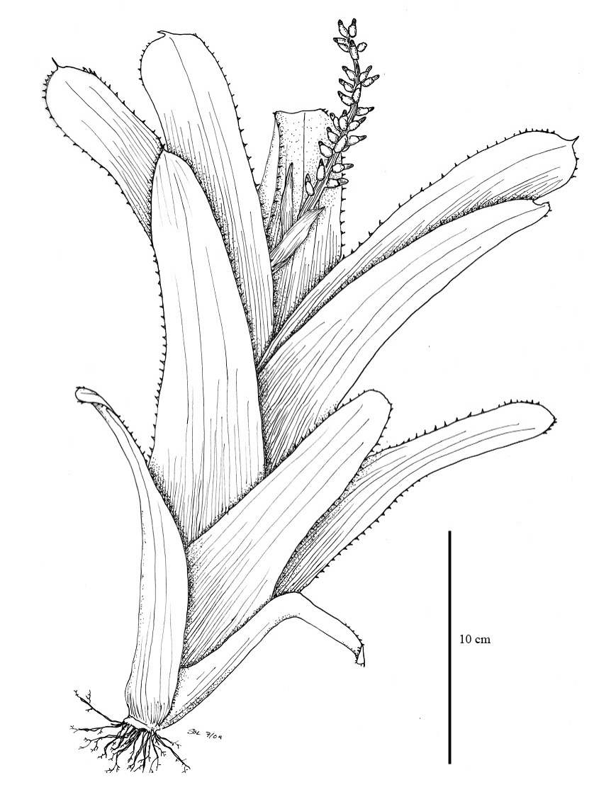 862x1118 Drawn Rainforest Jungle