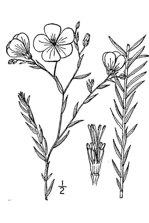 600x900 Image Result For Simple Flowers Design Drawing Drawing