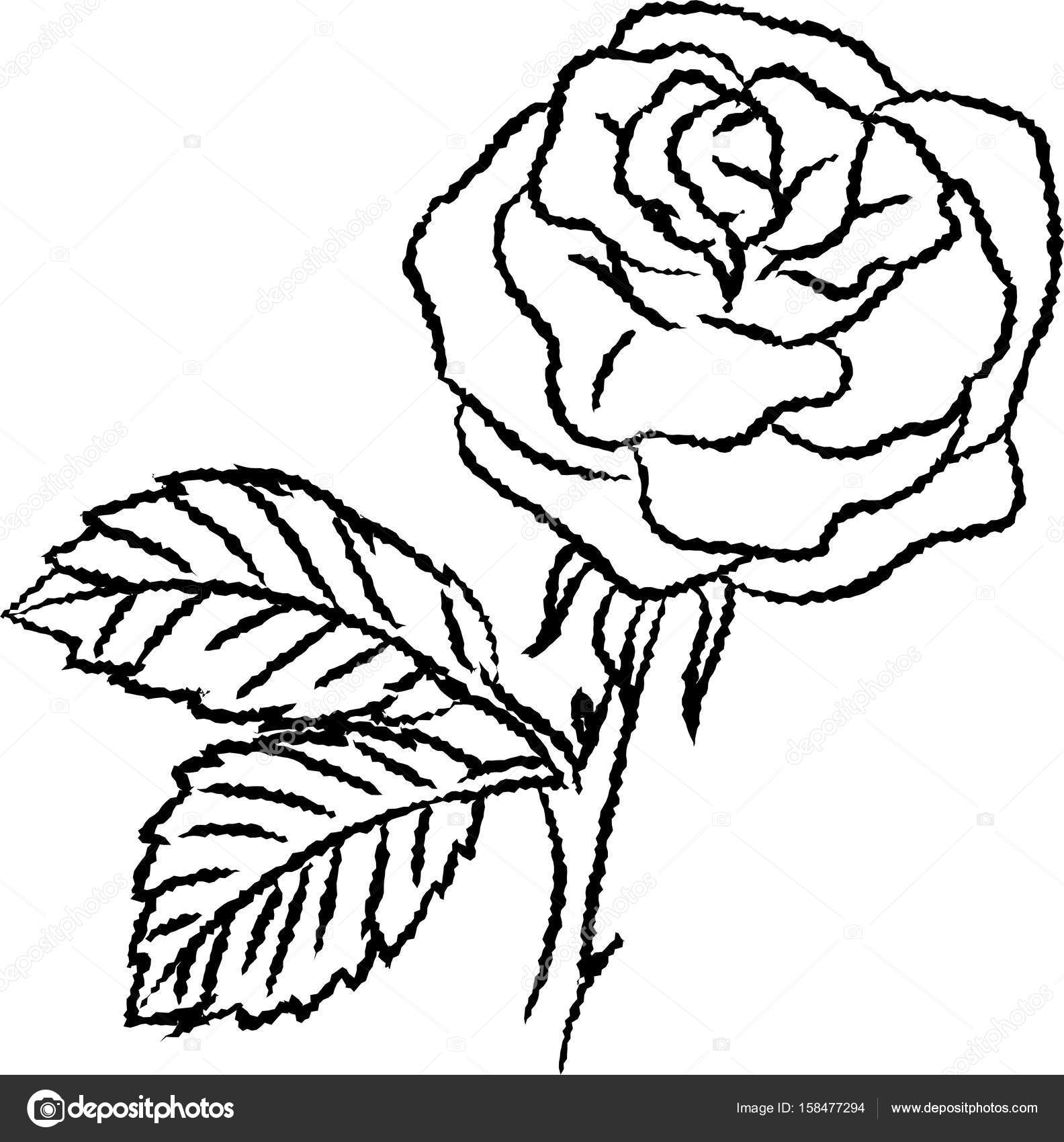 1584x1700 Line Drawing Of Rose Simple Line Vector Stock Vector
