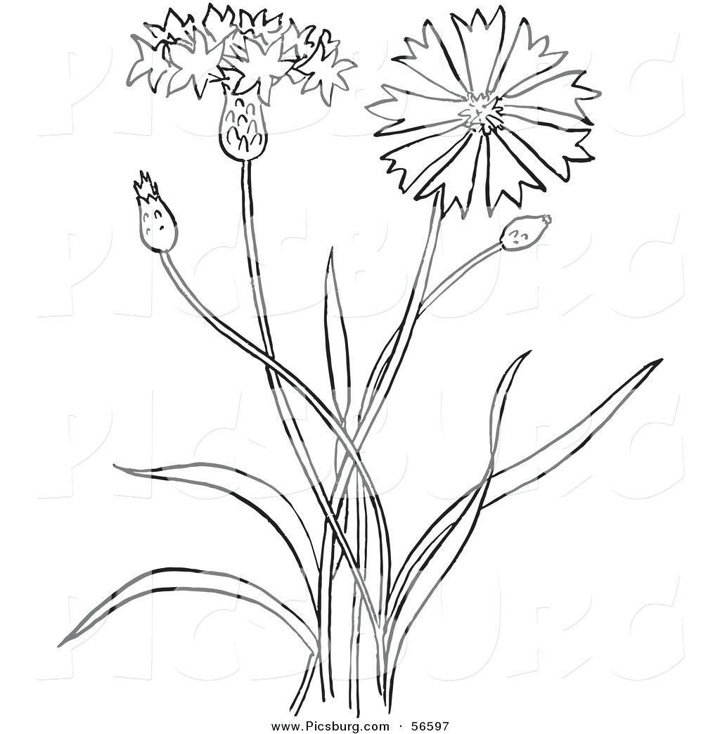 1024x1044 Pin Drawn Bouquet Outline Flower Images Tattoo On Hip No Look Nice