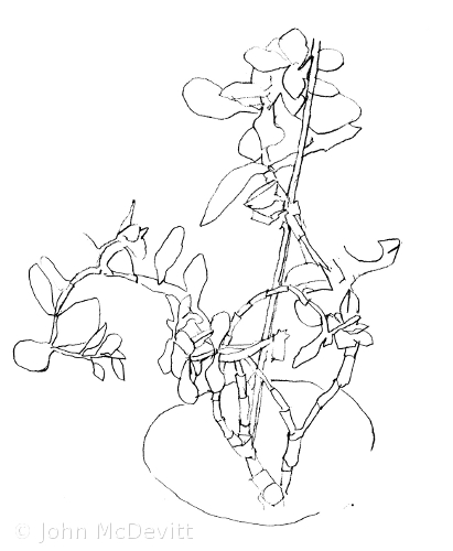 411x500 Contour Drawing The Aware Writer