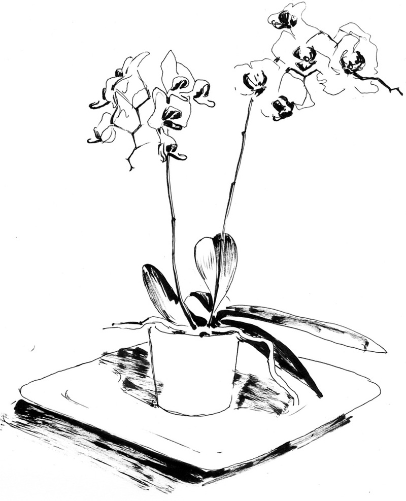 800x987 Gousicteco Orchid Drawing Black And White Images