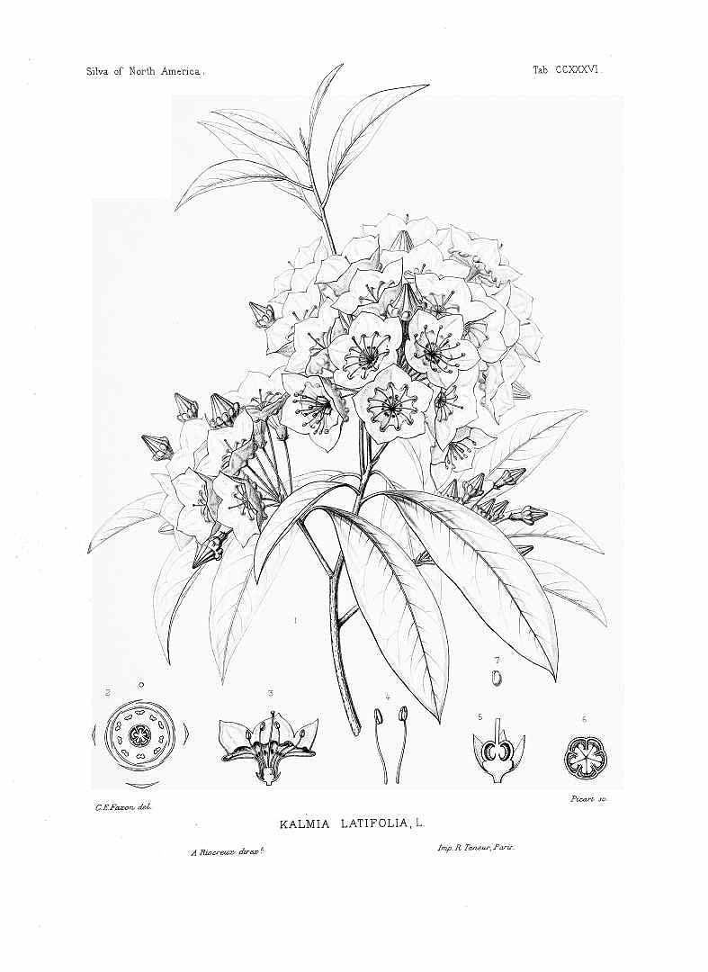 787x1080 Mountain Laurel Botanical Drawing Tattoo Botanical