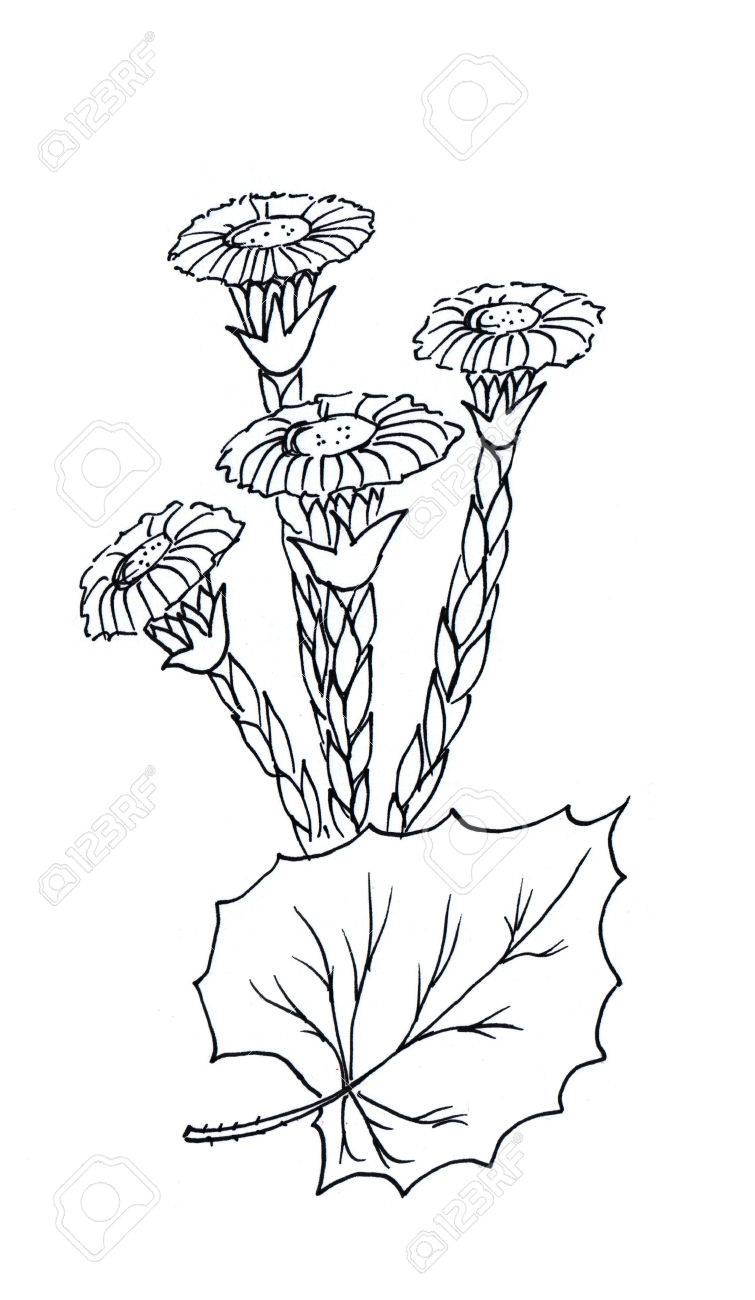 755x1300 Coltsfoot Graphic Simple Black And White Drawing Sketch Stock