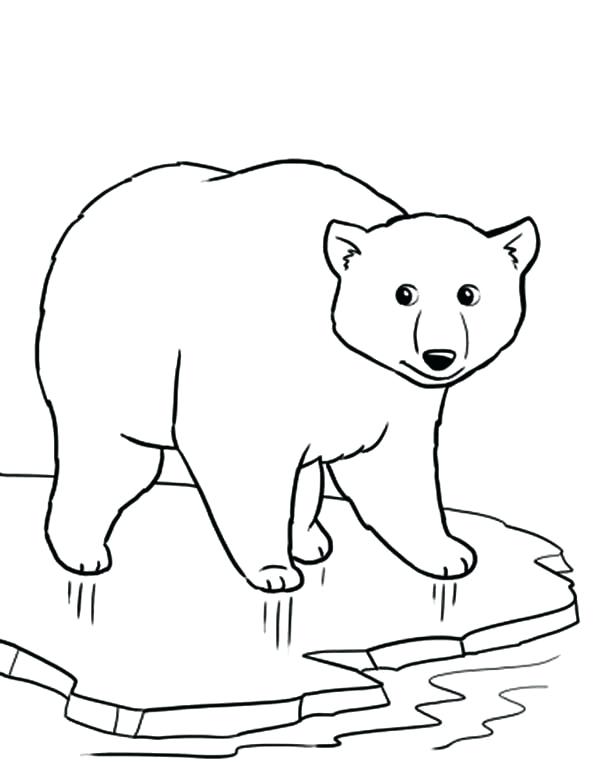 600x777 Drawn Polar Bear Color 4 3 Pencil And In Coloring Pages Pdf Murs
