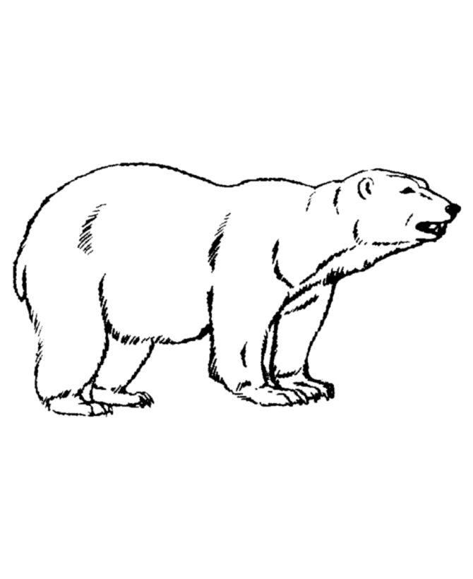 670x820 Drawn Polar Bear Printable