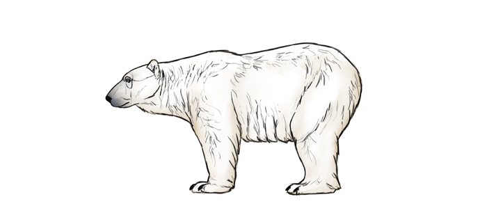 700x296 How To Draw Bears Big, Fluffy Amp Clumsy