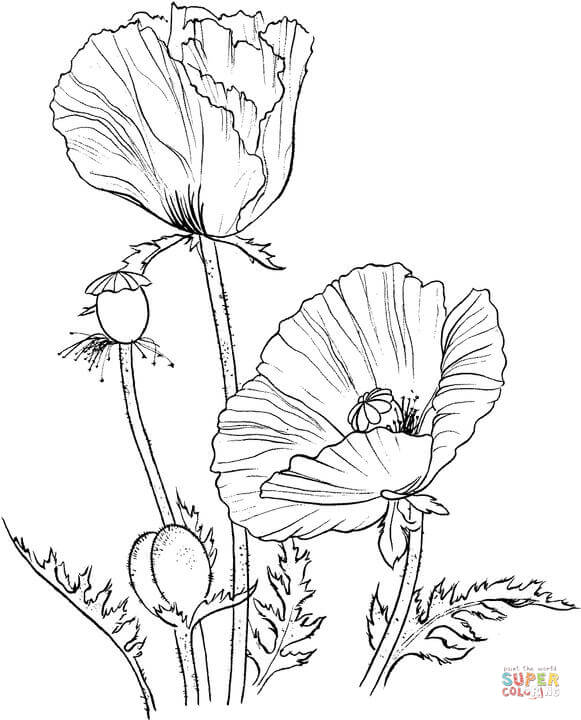 581x720 Oriental Poppy Coloring Page Free Printable Coloring Pages