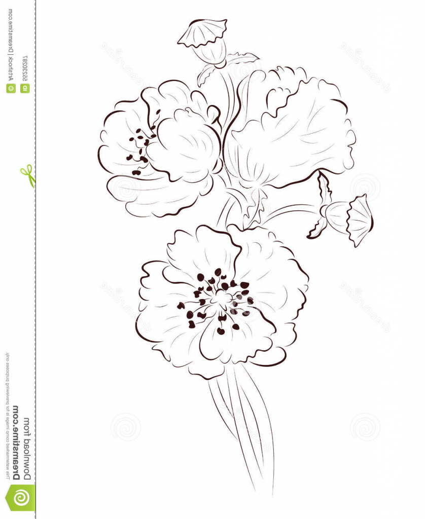838x1024 Simple Poppy Drawing Poppy Lineart Stock Vector Image 55230287
