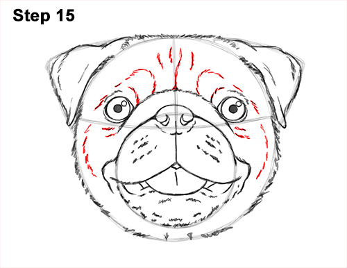 500x386 Pug Head Drawing Pug Head Drawing Ez