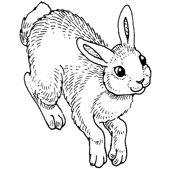 650x642 Rabbit Template
