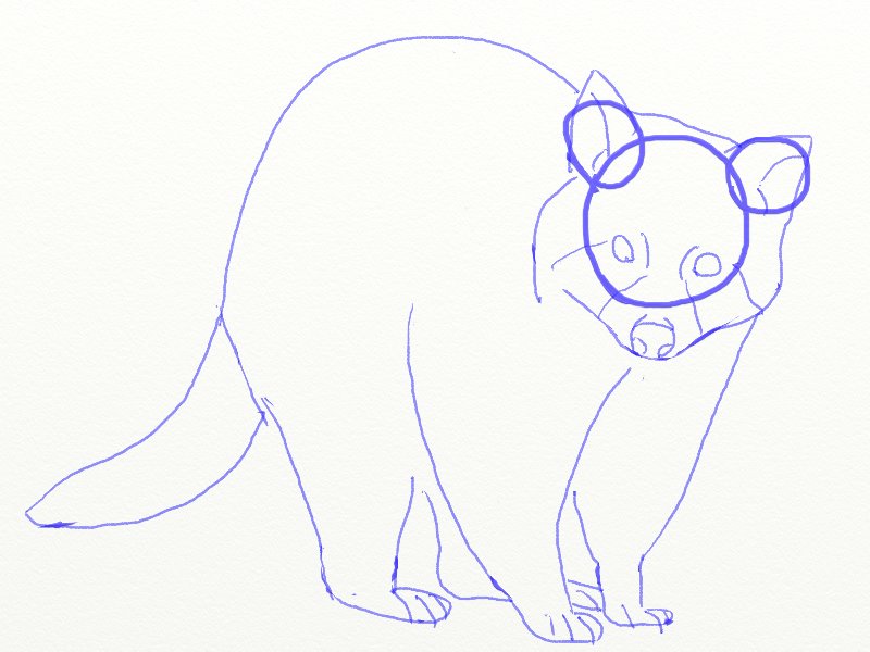 800x600 How To Draw A Raccoon