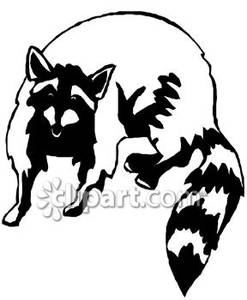 247x300 And White Simple Raccoon