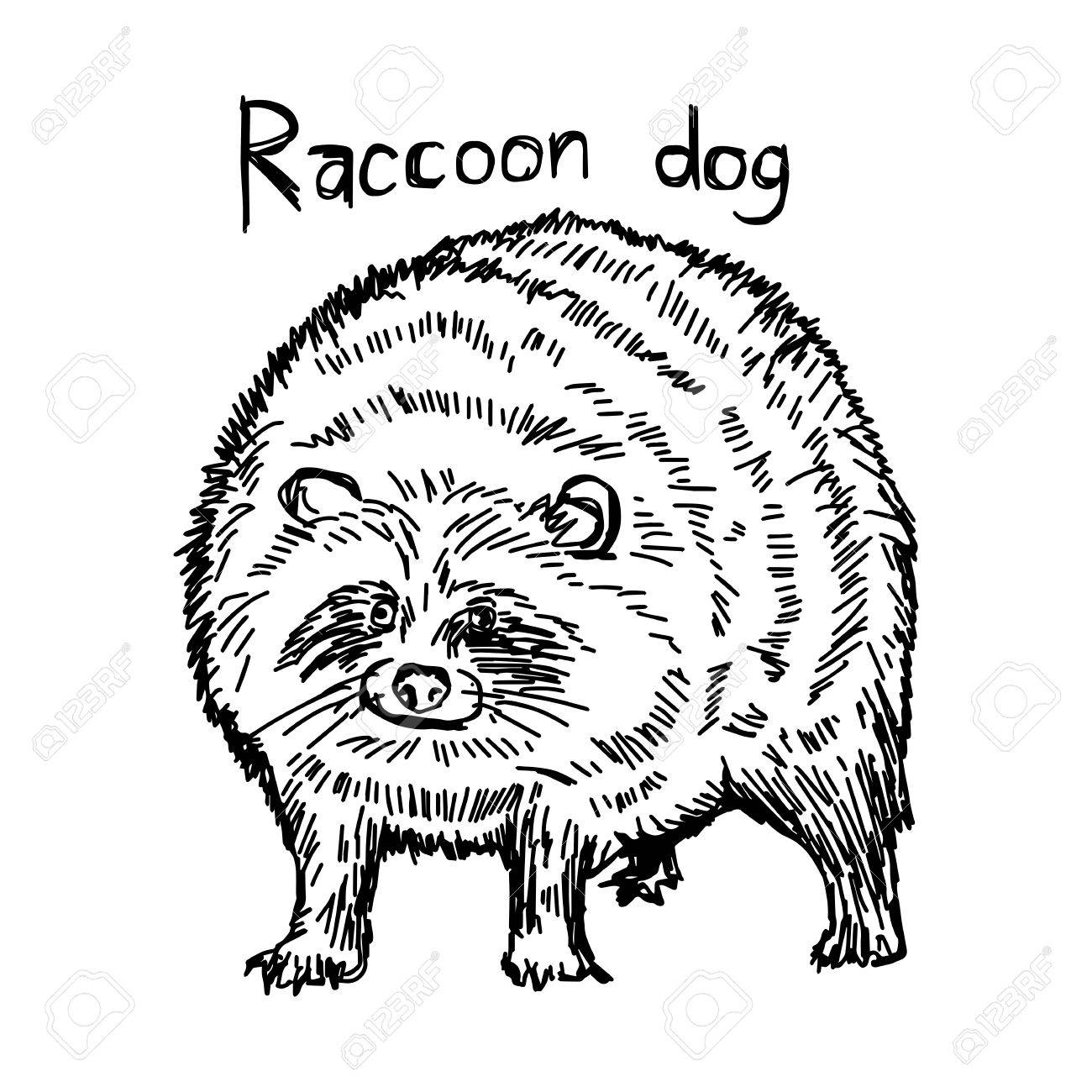 1300x1300 Cute Raccoon Dog