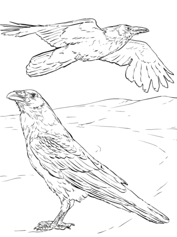 360x480 Common Raven Coloring Page Free Printable Coloring Pages