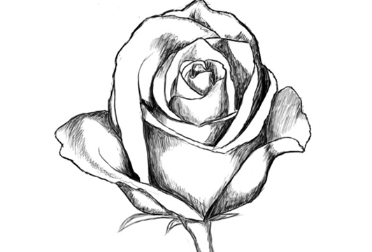 532x360 Video] How To Draw A Rose Step By Step