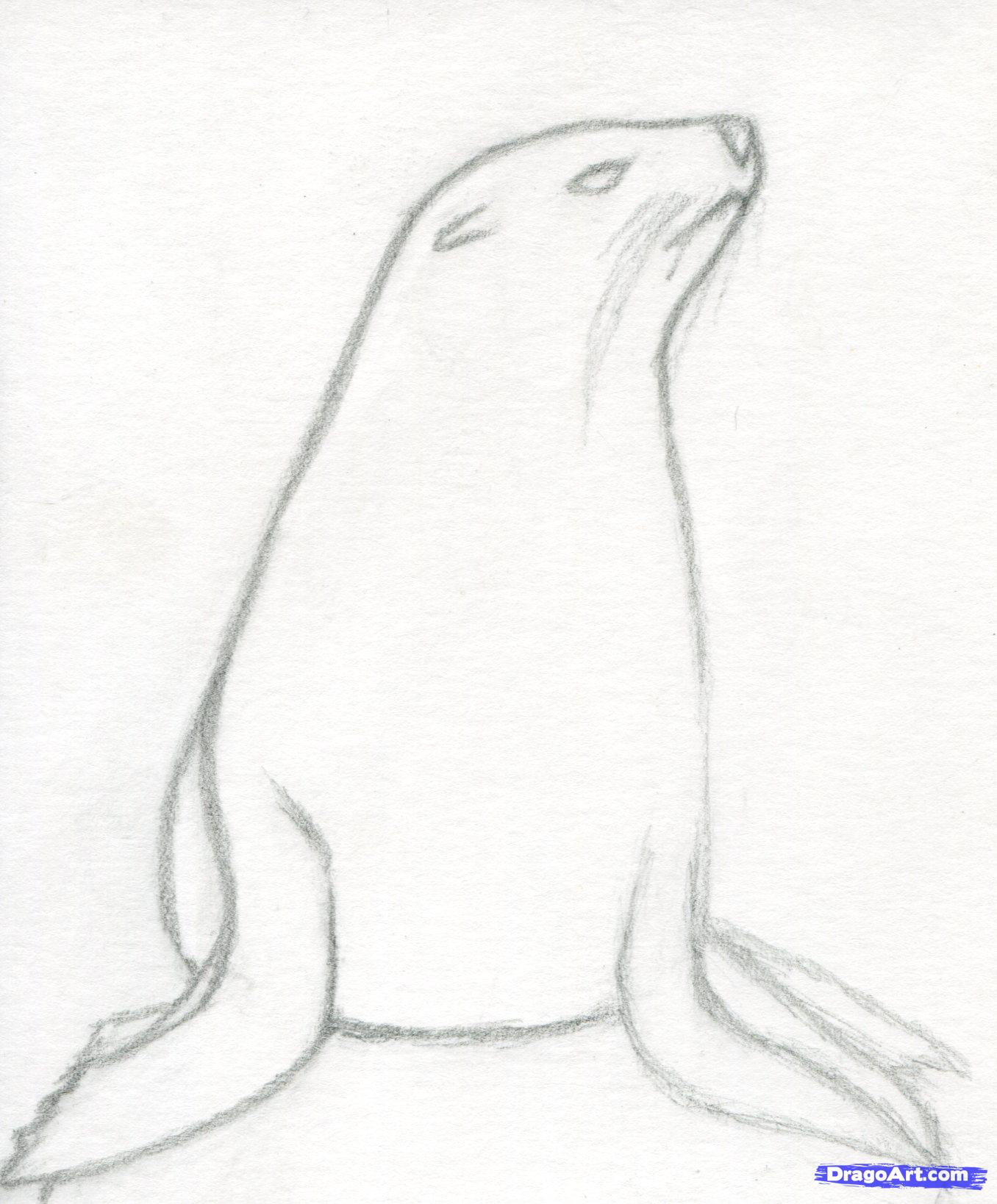 1356x1638 How To Draw Realistic Seal, Cape Fur Seal Step 4 Pintado