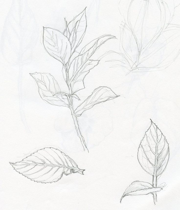 736x857 51 Best How To Draw Realistic Trees, Plants Bushes And Rocks