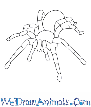 300x350 How To Draw A Tarantula
