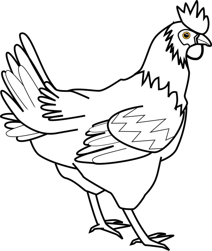 736x872 17 Best Chicken,owls And Other Birds Images On Draw
