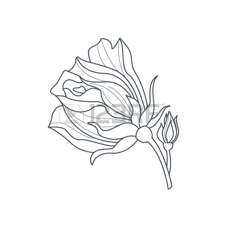 450x450 Dog Rose Flower Monochrome Drawing For Coloring Book Hand Drawn