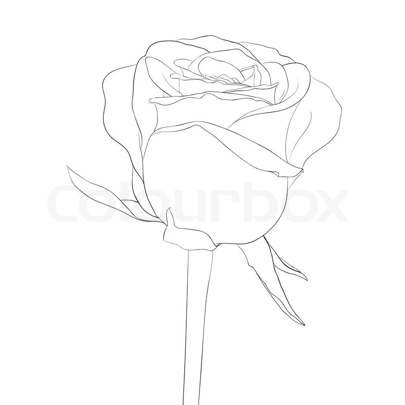 800x800 Drawn Rose Contour Drawing