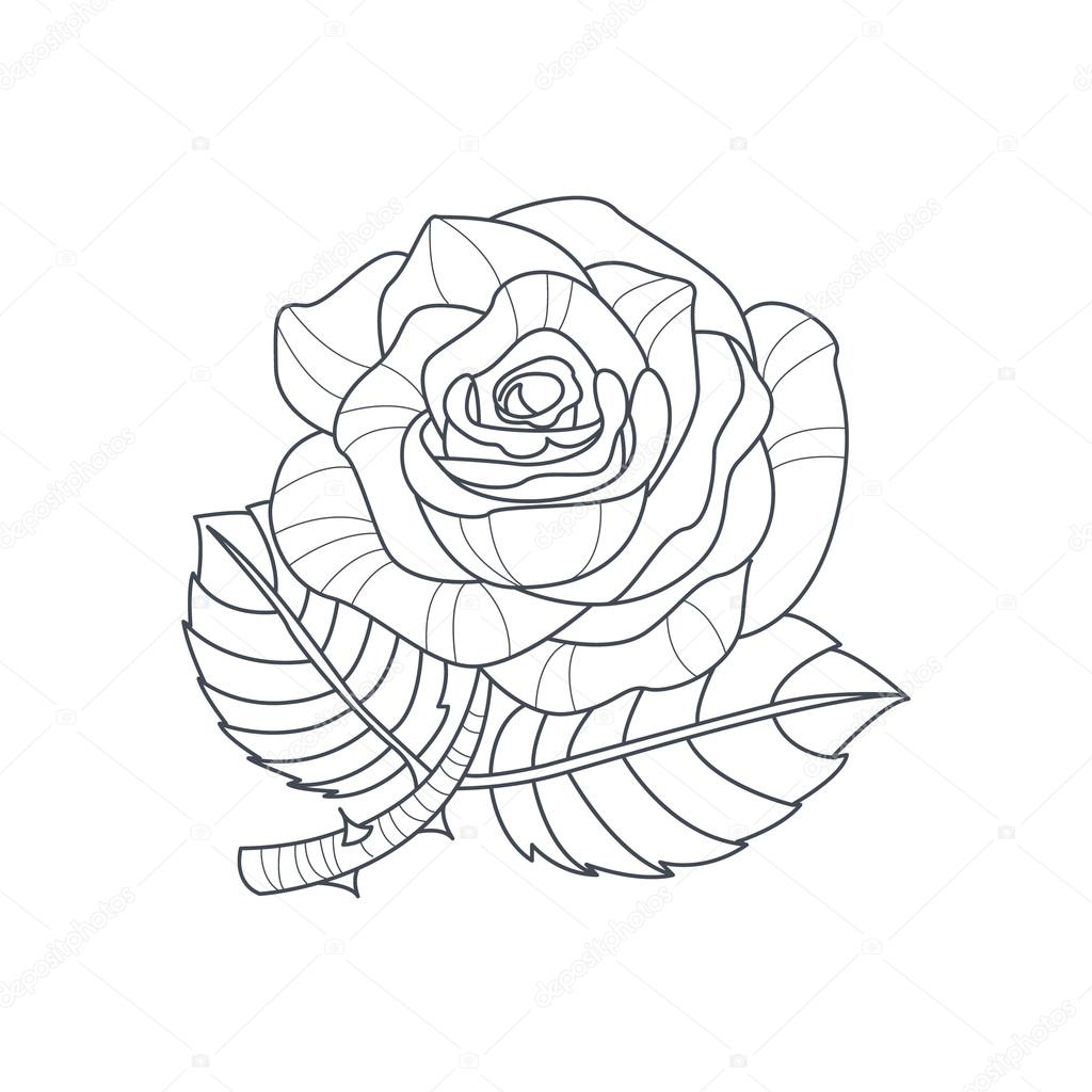 1024x1024 Rose Flower Monochrome Drawing For Coloring Book Stock Vector