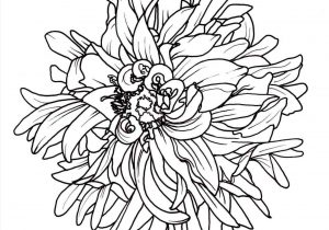 300x210 The Images Collection Of Drawing Rose A Easy Dandelion Sketch U