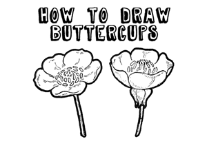 300x208 How To Draw Flowers Drawing Tutorials Amp Drawing Amp How To Draw