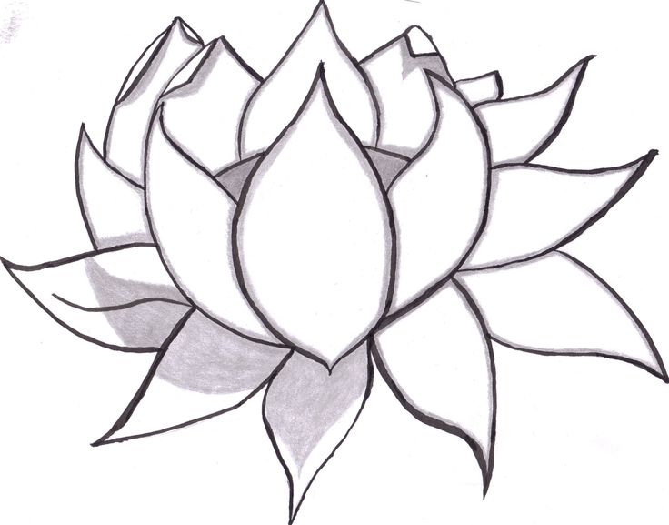 736x577 Drawn Floral Easy Draw