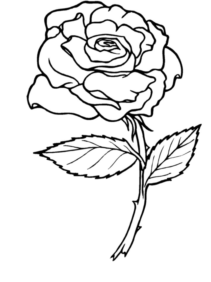 Simple Rose Flower Drawing at GetDrawings | Free download