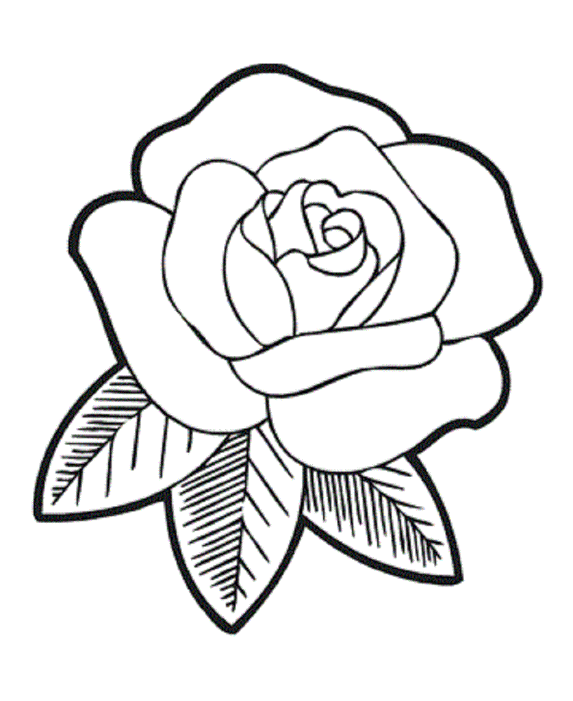 837x1024 Gallery Drawing Images Of Rose Flowers,