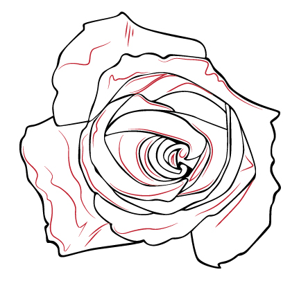 444x419 How Draw A Simple Rosep View How